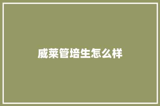 威莱管培生怎么样