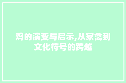 鸡的演变与启示,从家禽到文化符号的跨越